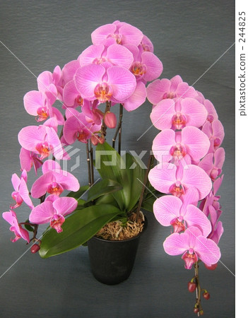 蝴蝶蘭3紅眼紅 244825