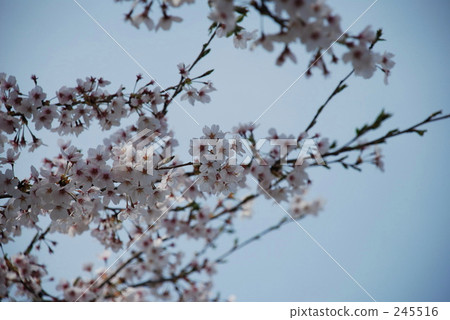 櫻花和藍天 櫻花和藍天 245516