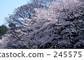 Spring full bloom Spring full bloom 245575