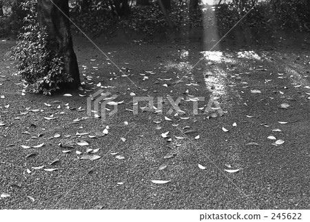 Harajuku · Meiji Jingu Showa 47 years 245622