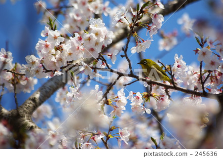 Sakura和Mizuro 2 245636