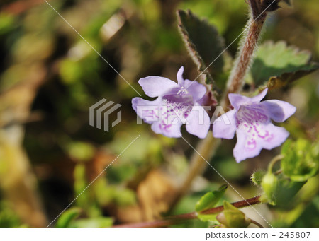 early spring, bright, cheerful 245807