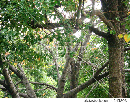 The trees The trees 245808