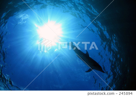 光和海豚 光和海豚 245894