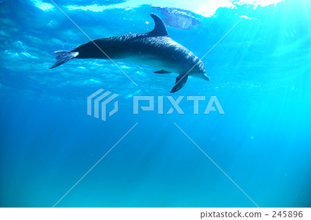 Light and dolphin Light and dolphin 245896