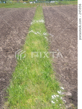 minuma rice fields, plough, footpath between rice fields 245956