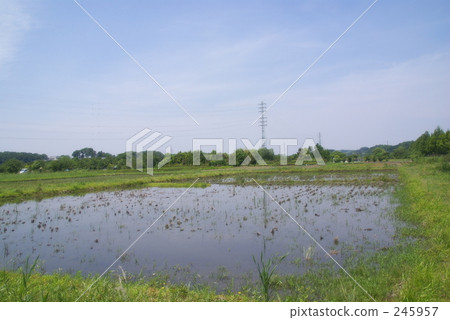 minuma, minuma rice fields, hydroponics 245957