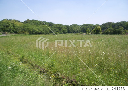 minuma, minuma rice fields, rice field 245958