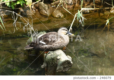 鴨 246079