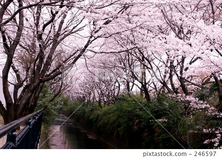 阿蘇河春天3 246597