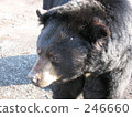 safari park, bear, bears 246660