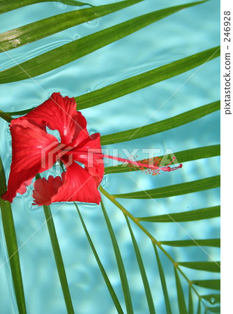 池中的植物 池中的植物 246928