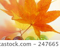 Maple 247665