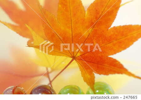Maple 247665