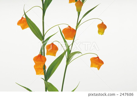 Thunder sonia 247686