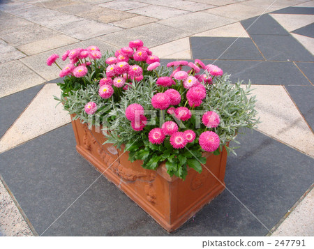daisy, Bellis perenni, common daisy 247791