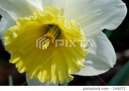 Narcissus 248072