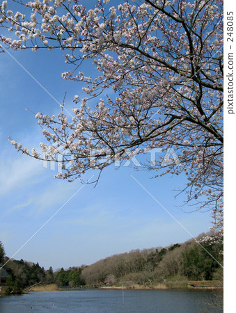 Sakata Keikai的櫻花 248085