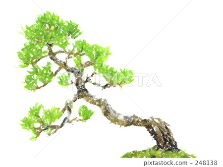 Pine Pine 248138