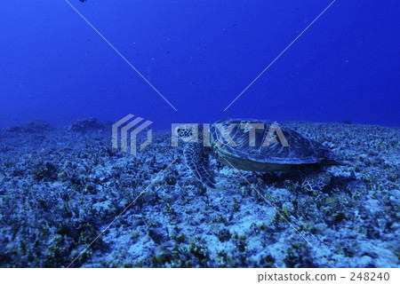 sea turtle, saipan, underwater photograph 248240