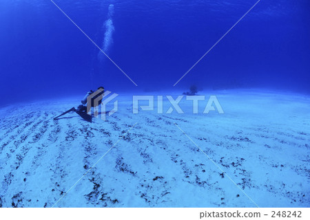 scuba diving, scuba dive, diver 248242