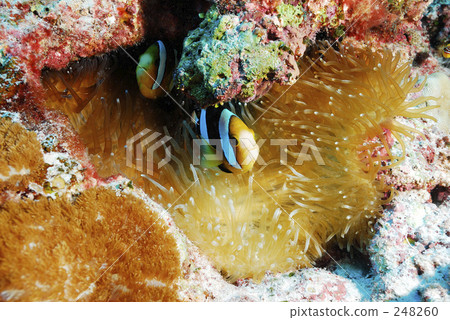 sea anemone, anemone fish, anemonefish 248260