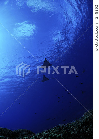 赤魟 黃貂魚 蝠鱝 248262