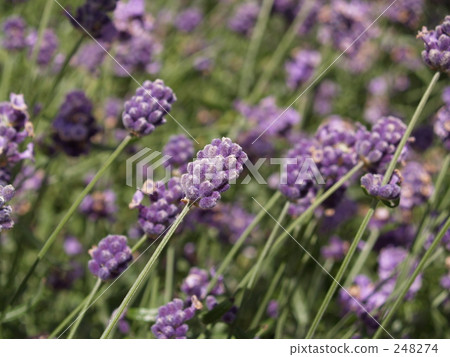 furano, lavender field, bright 248274