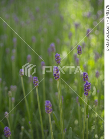 day, daytime, lavander 248276