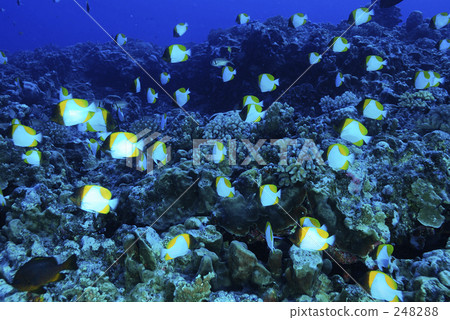 水下照片 耳帶蝴蝶魚 耳帶蝶 248288