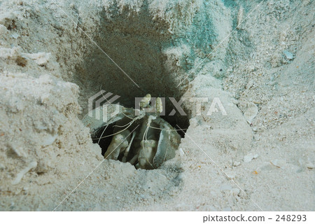 mantis shrimp, great nature, vast wilderness 248293