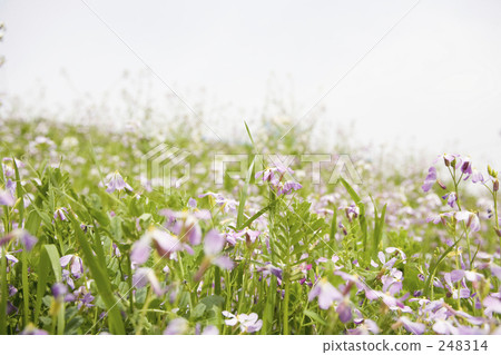 野豌豆 花朵 花 248314