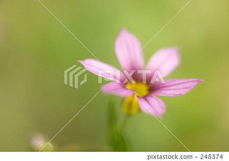 eastern blue-eyed grass, sisyrinchium atlanticum, blue-eyed grass 248374