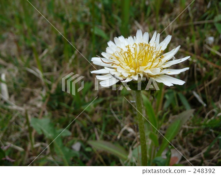 白色香蕉蒲公英 248392