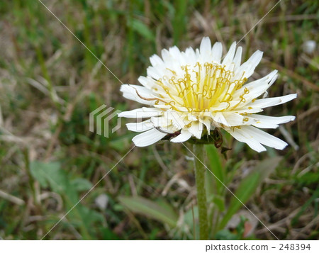 白色香蕉蒲公英 248394