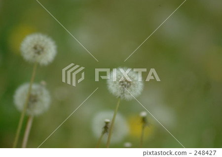 小 幼小 蓬鬆的 248427