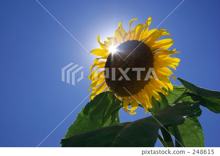 Midsummer coming Midsummer coming 248615