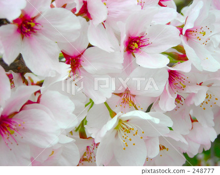 Sakura 2 248777