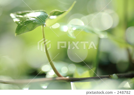 after the rain, bloom, blossom 248782