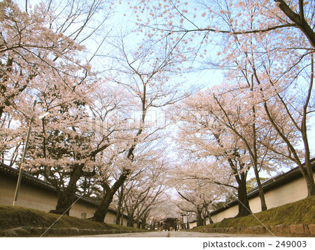 Da igo寺的櫻花 Da igo寺的櫻花 249003