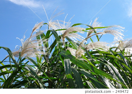 秋天的雲彩。 249472