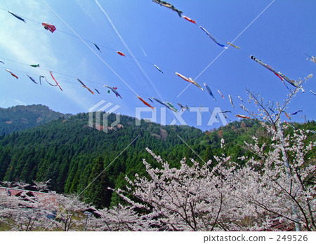 櫻花在山和鯉魚飄帶 櫻花在山和鯉魚飄帶 249526