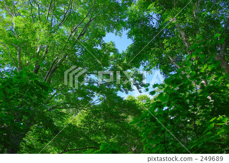 Forest bathing 249689