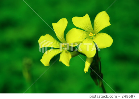 Oxalis 249697