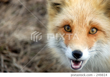 fox, ezo red fox, hokkaido 249814