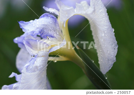 Iris grapes _006 250057