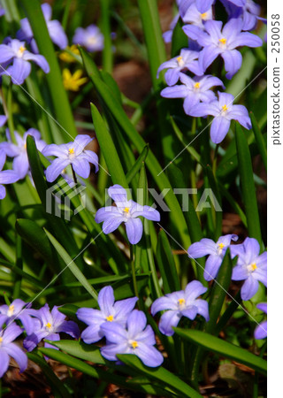 Light purple flowers 250058