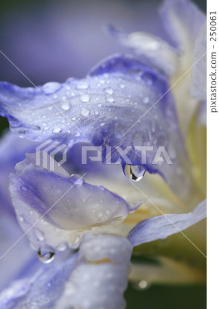 Iris grapes _ 007 250061