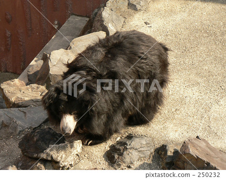 Sloth bear 250232