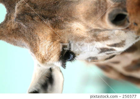 Giraffe Giraffe 250377